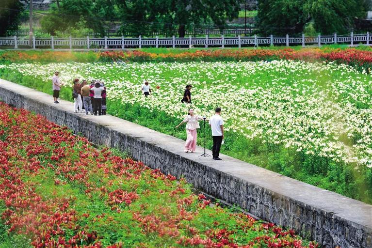 百合花开迎客来